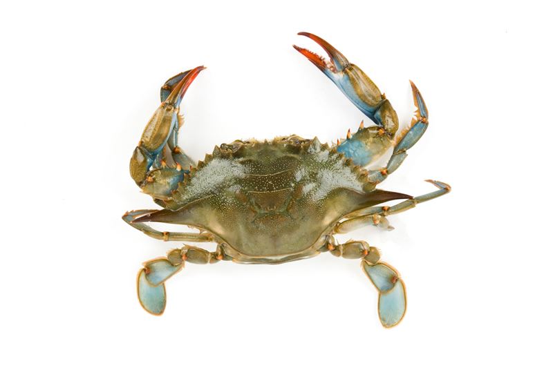 Blue Swimmer Crab (Callinectes sapidus)