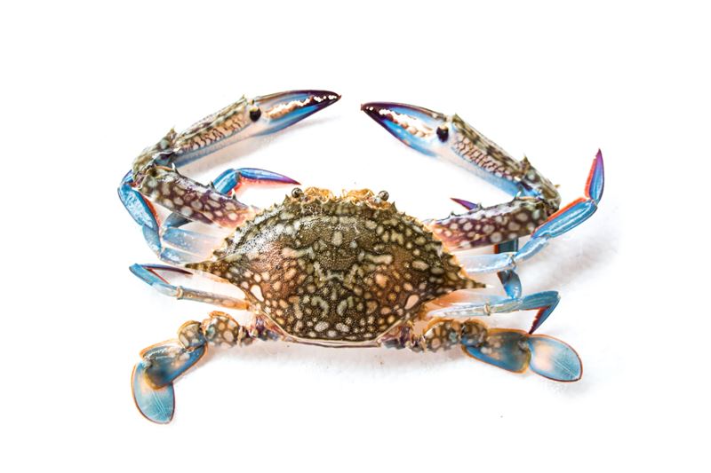 Blue Swimming Crab Meat (Portunus pelagicus)